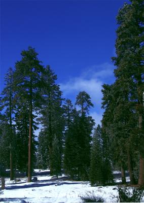 green-trees-web.jpg
