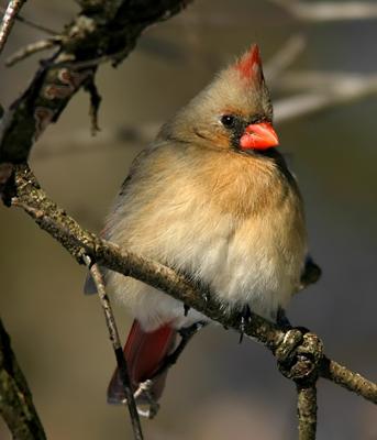 female puffy cardinal