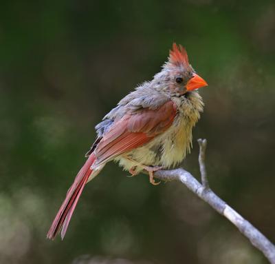 female wet cardinal