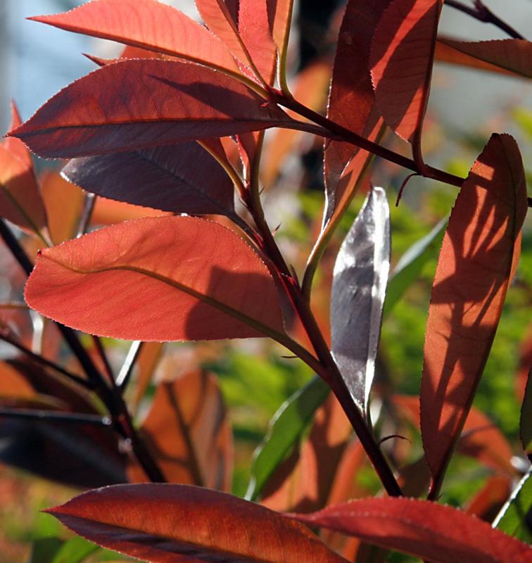 Leaves
