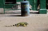 The Iguana Meg made me hold for a photo opp.