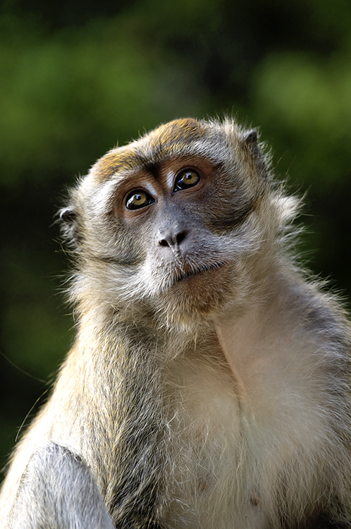 Wild Monkeys Everywhere