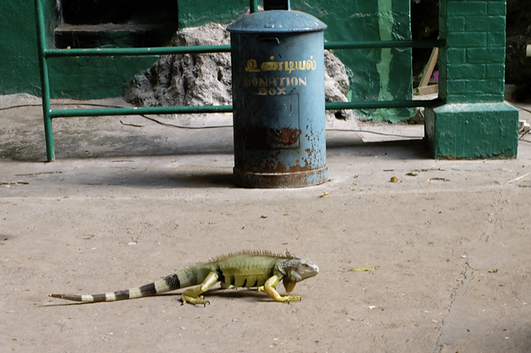 The Iguana Meg made me hold for a photo opp.