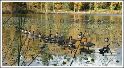 Migrating geese resting on Mill Lake
