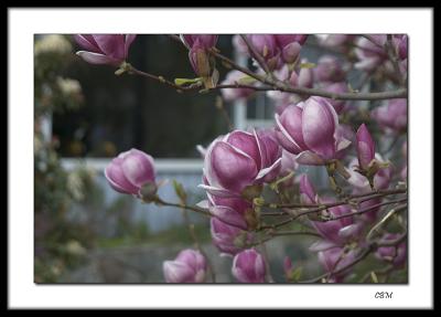 Pink Magnolia # 5