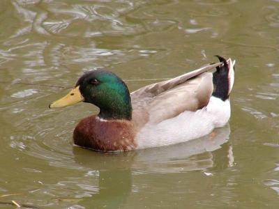 Duck!