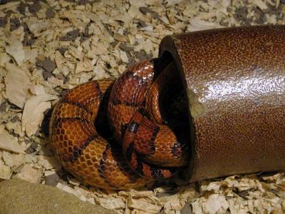 Hissssss