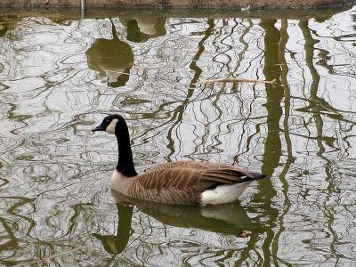 Reflections