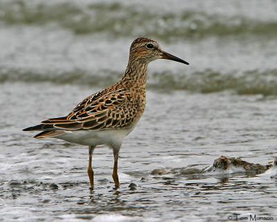 Pectoral  Sandpiper