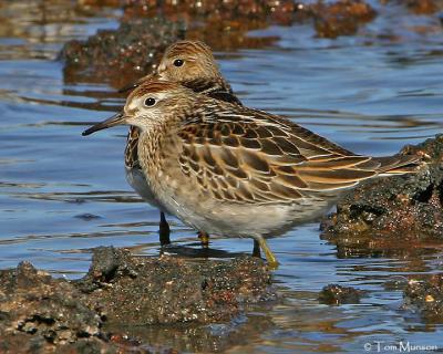 Sharp-Tailed Sandpiper & Pectoral Sandpiper