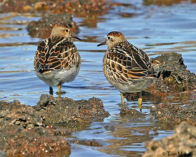 Sharp-Tailed Sandpiper &Pectoral Sandpiper