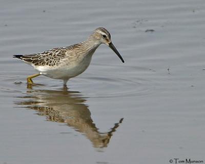 Stilt Sandpiper