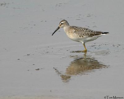 Stilt Sandpiper