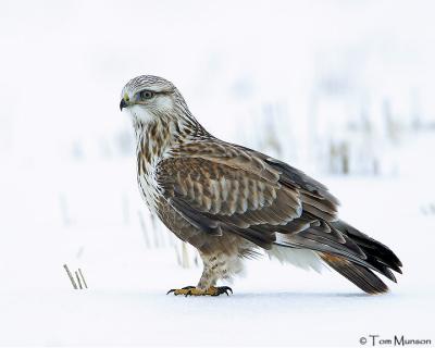  Rough-Legged Hawk