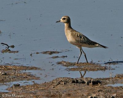 American Golden-Plover