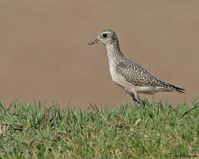  Black-Bellied Plover