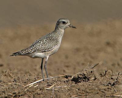 Black Bellied-Plover