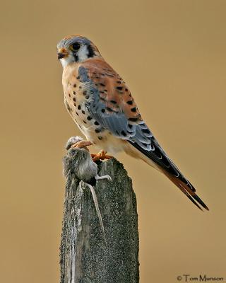  American Kestrel