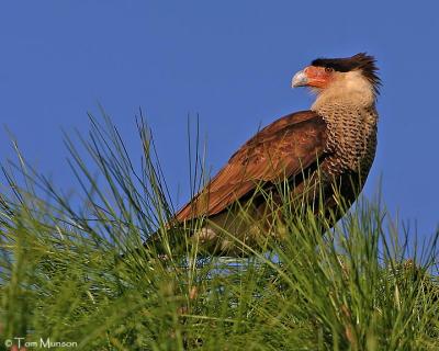  Crested Caracara