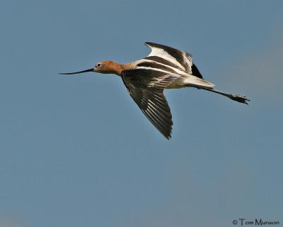  American Avocet