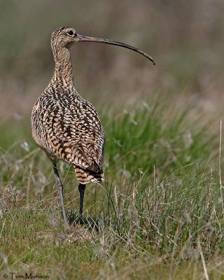 Long-Billed Curlew