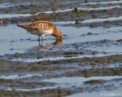 Little Stint