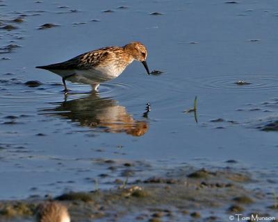 Little Stint