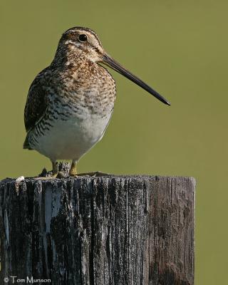 Wilson Snipe