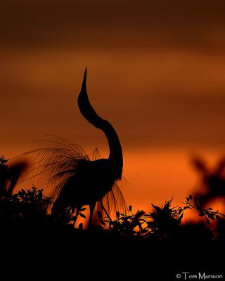 Great Egret