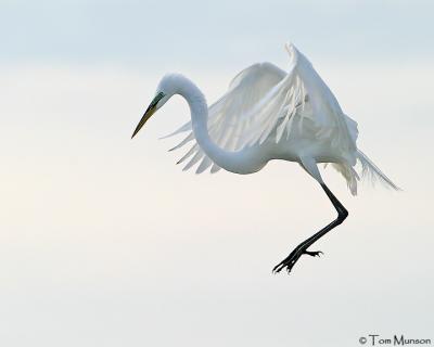 Great Egret