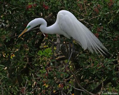 Great Egret