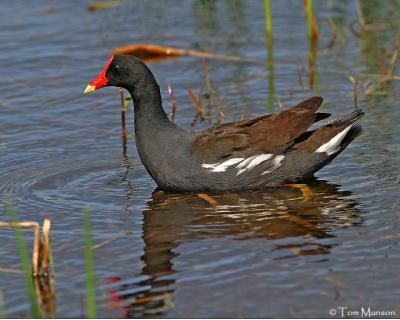 Common Moorhen