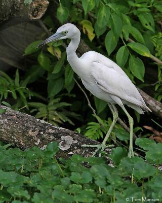 Little Blue Heron (juv)