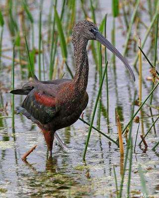 Glossy Ibis