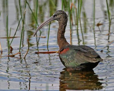 Glossy Ibis