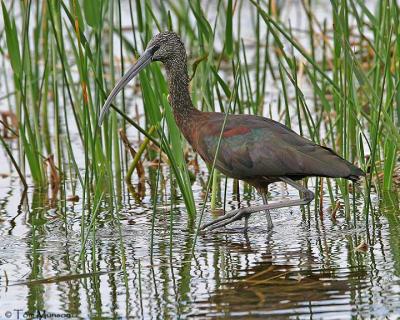 Glossy Ibis