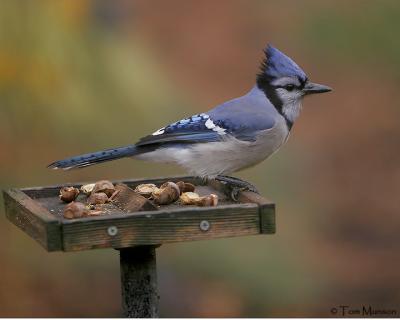 Blue Jay