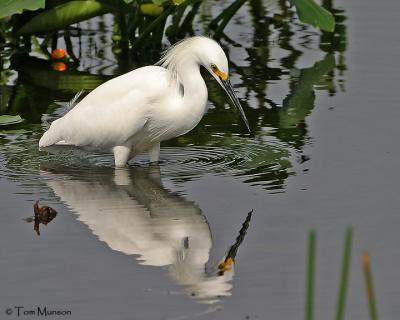 Snowy Egret