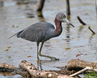 Little Blue Heron