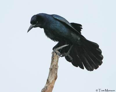 Boat-tailed Grackle