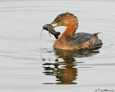 Pied-billed Grebe