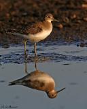 Solitary Sandpiper