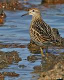 Sharp-Tailed Sandpiper