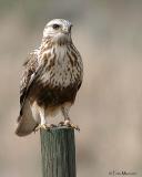 Rough-Legged Hawk