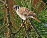 American Kestrel