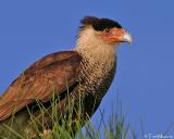 Crested Caracara