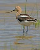 American Avocet