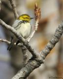 Black-throated Green Warbler