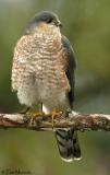  Sharp-shinned Hawk