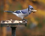 Blue Jay